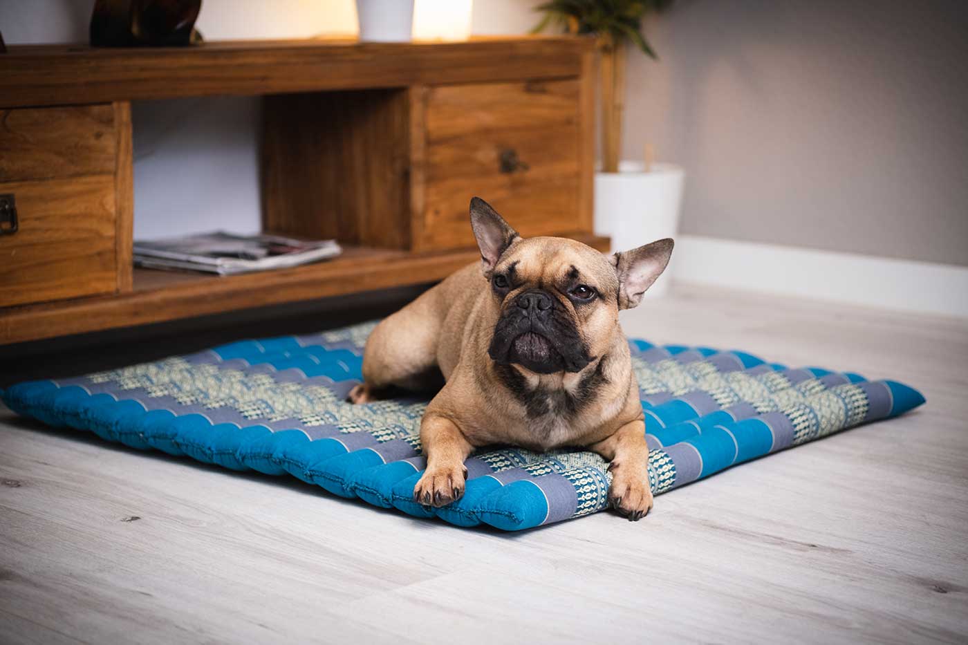Un paradis de sommeil céleste pour vos compagnons moelleux : La zone de confort en kapok pour chiens et chats