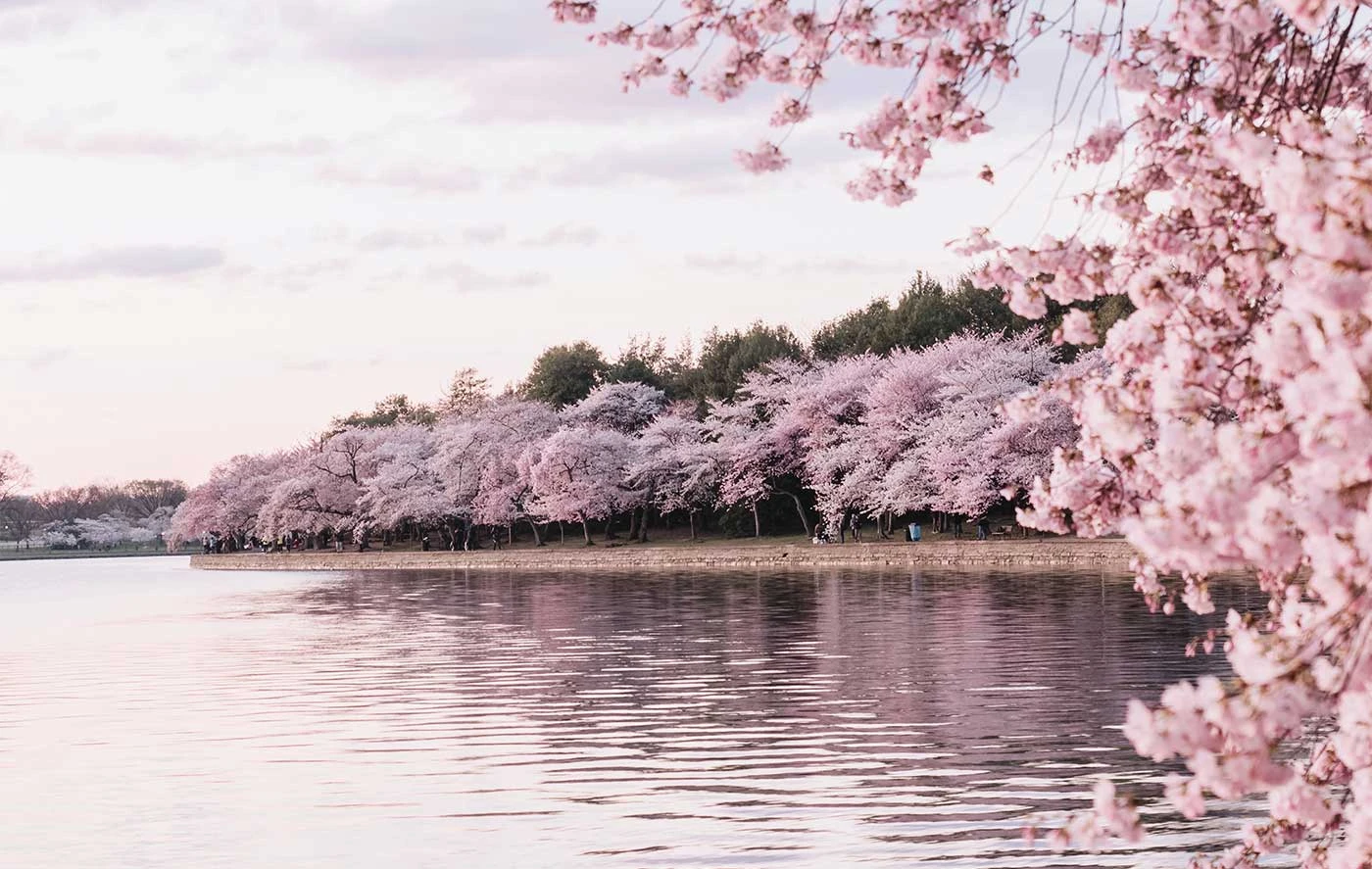 Sakura-Inspiré : Apportez la Magie des Fleurs de Cerisier chez Vous