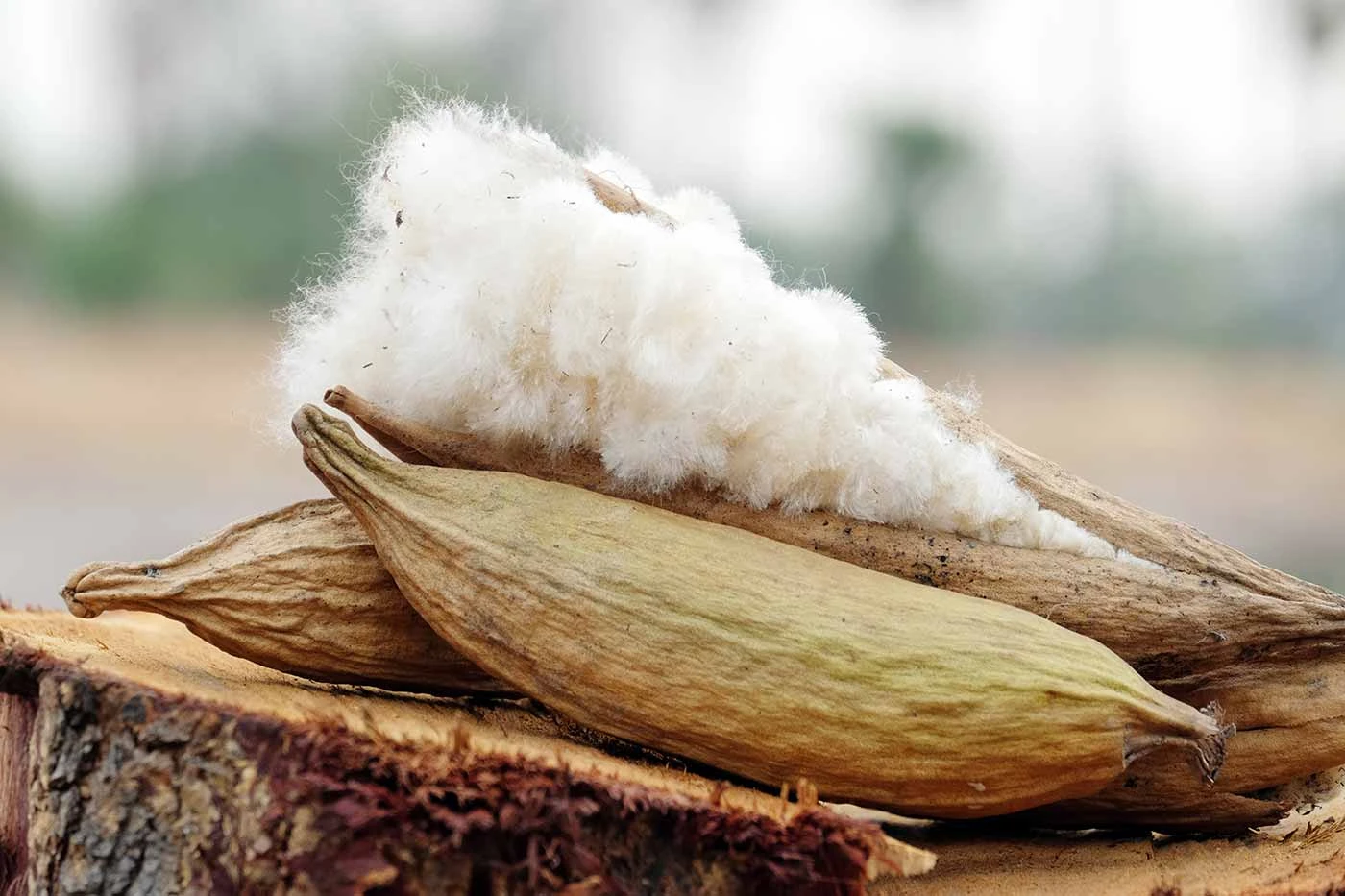 Les merveilles du kapokier et sa transformation en oreillers thaïlandais